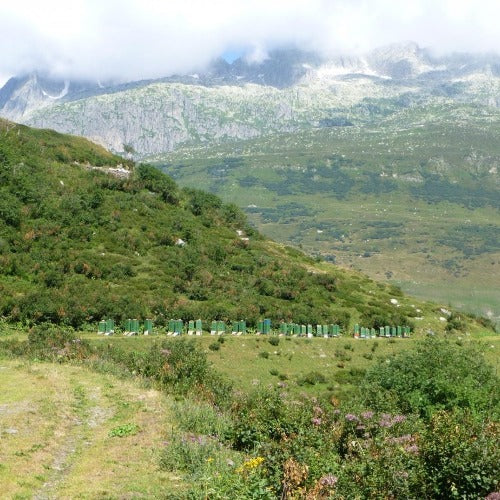 Alpen Waben Honig Gotthard