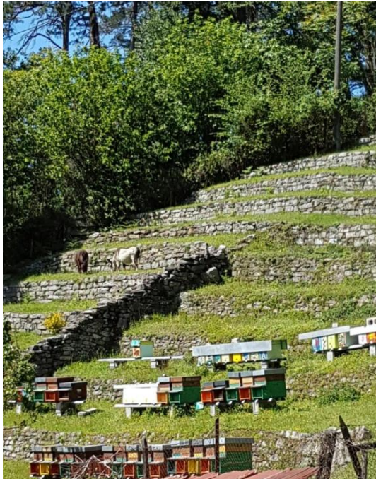 Tessiner Kastanienhonig